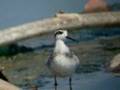 videos de Red-necked phalarope in Italy