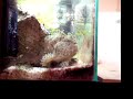 Frogfish eating shrimp