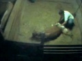 Click here to watch this video Giddy Up Mini Acres - Ginger II Foaling