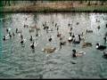 videos de Enten füttern die 2.