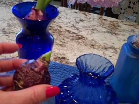 how to replant forced bulbs