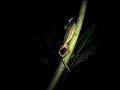 Coaxar da Phyllomedusa distincta filmado no Santuário Rã-bugio, em Guaramirim, SCInstituto Rã-bugio para Conservação da BiodiversidadeJaraguá do Sul, SC http://www.ra-bugio.org.br