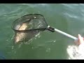 Mille Lacs Walleye Opener 2007
