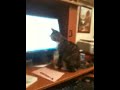 My kitten reading emails.....