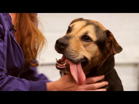 how to train kelpie puppies