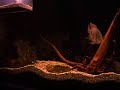 Aquarium 6