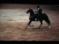 Callaway's Blue Waltz - Reiser Stables - American Saddlebred