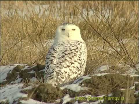 Fjälluggla - Fjälluggla Romfartuna Västerås i Västmanland Mars 2001, Vrider huvudet mer än 360 grader, se ultrarapid-sekvens. Snowy Owl in Sweden, AROS FILM Fotograf: Gun...