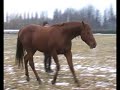 элементы Высокой Школы и переходы, лошадь на свободе общается с человеком, дружба лошади и человека на равных