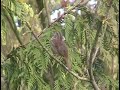 Song Sparrow Singing