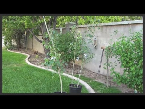how to replant an aspen tree