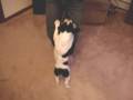 French Bulldog Emmitt has the funk