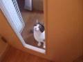 猫、おでむかえ