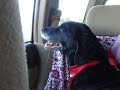 Angie listens to Josh Grobin in car Angie listens to Josh Grobin in car