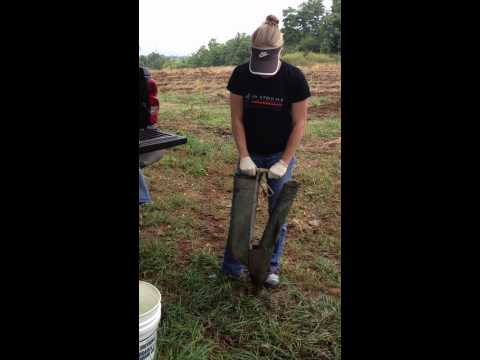 how to grow pumpkins in ky