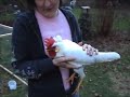 Chickens
