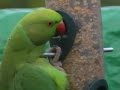 Following their escape from aviaries around London, Ring-neck Parakeet's have now established large wild colonies. The birds now number in their hundreds within these colonies and they are now spreading across the south east of England. Ring-necks are very beautiful and make lots of noise when flying, in time they find feeding stations, bird feeders and bird tables in gardens, It's great to see such an 'exotic' bird come down to feed. But what affect will they have on our native bird-life. I have seen no change as yet & other birds will feed along side them. Only time will tell.