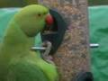 Ringneck Parakeet