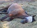 Snoring Horse