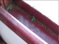 A Mosca Radioativa.mpg