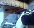 the best blue and white staffys