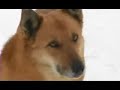 Vasyl Melnykovych - Kolyada - Pastyri