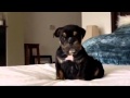 Gorgeous Guinness - Black & Tan English Bulldog Puppy