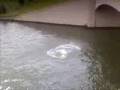 videos de jump from bridge