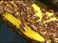 Beekeeping Part 2