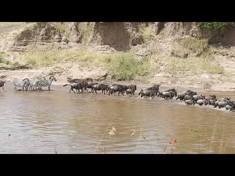 Global Vacanza Safaris