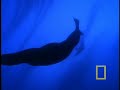 For two million years, the world's largest sea lions have survived along Alaska's rocky coastline, but now the population is declining at an alarming rate. Wild Chronicles joins a team of scientists using an innovative camera to investigate theories about the Steller sea lions' mysterious disappearance, and uncovers clues that could save the species.
