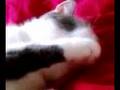 Gucci cleans herself then falls asleep