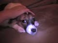 . But she cheered up when I promised to help her support Obama. Sen. Obama is a co-sponsor to stop horse slaughter  crack down on dog fighting. OP and I want a president that cares for all people, of all color and creed and all animals of all size and breed. 