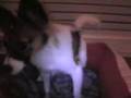 Obama-Puppy-I-bark-f