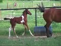 Pinto Paint Coloured Arabian Foal at 4 wks old - For Sale