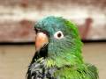 Avis The Talking Blue Crown Conure Talking While Taking A Bath In The Fountain! ©Karla K. Larsson