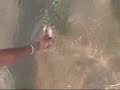 stairway to lanka, feeding the fish at hikkaduwa.