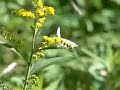 Butterfly flies around flowers and drinks from them. Butterfly flies around flowers and drinks from them.
