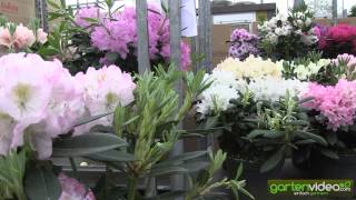 #1132 Rhododendron Hybride Brigitte