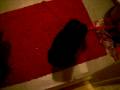 My dog barking toilet brush