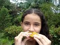 Comendo Carambolas
