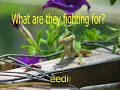 Anole Wars, the movie.