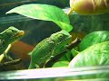 Flap-neck chameleon  ????? ??