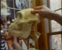 Collapse of Darwinism ( arabic )