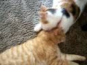 100_7948.MOV 100_7948.MOV