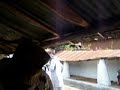 OBATALA TEMPLE IRANJE