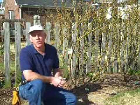 how to transplant roses from a cutting