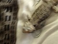 ZUES, My Bearded Dragon moving around...