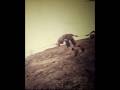 videos de Ascenso Roca Aconcagua en 1970