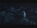 Jonathan Livingston Seagull - Lonely Looking Sky Jonathan Livingston Seagull - Lonely Looking Sky